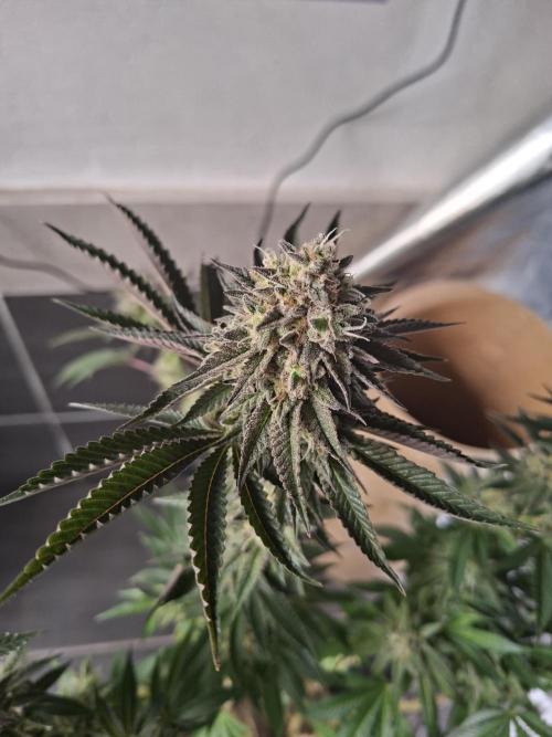 Papaya Sherbet. Week 16