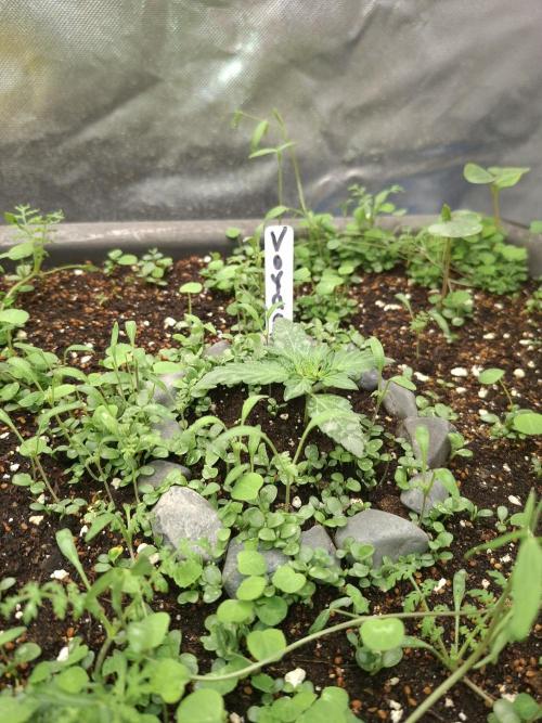 Livingsoil. Week 2