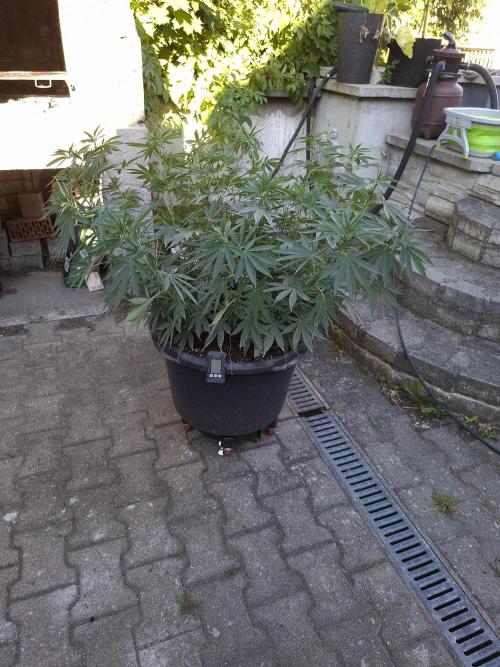 Rootinn Pre-Mix. Week 9
