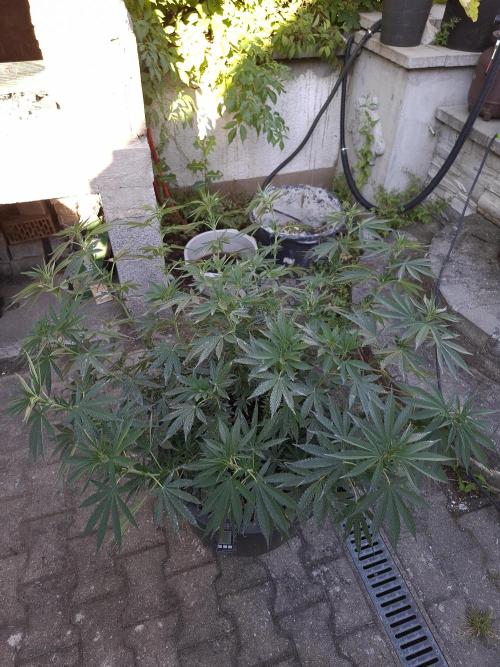Rootinn Pre-Mix. Week 9