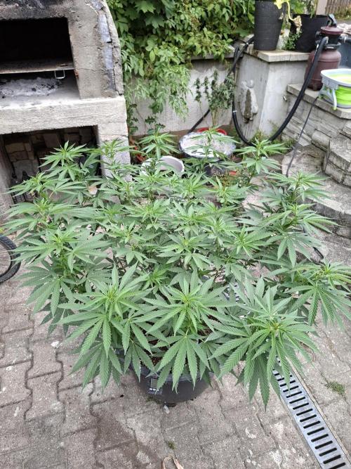 Rootinn Pre-Mix. Week 10