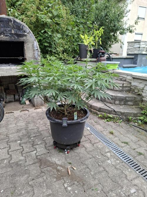 Rootinn Pre-Mix. Week 10
