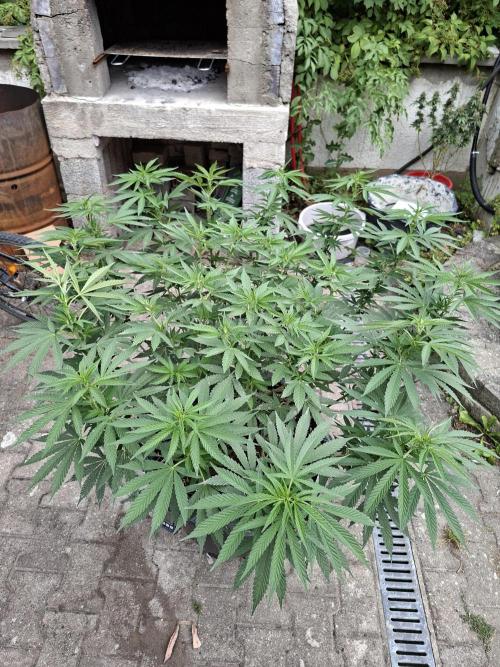 Rootinn Pre-Mix. Week 10