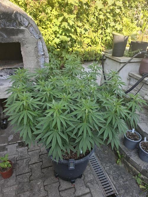 Rootinn Pre-Mix. Week 11