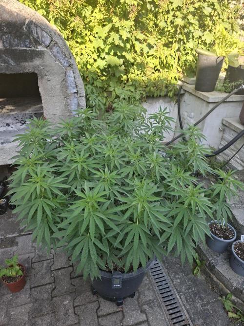 Rootinn Pre-Mix. Week 11
