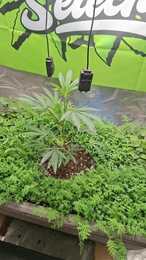 Canna Selection Livingsoil. Week 4