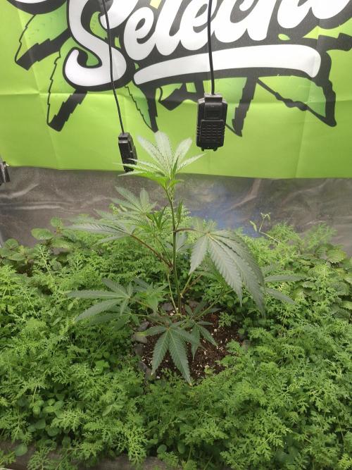 Canna Selection Livingsoil. Week 4