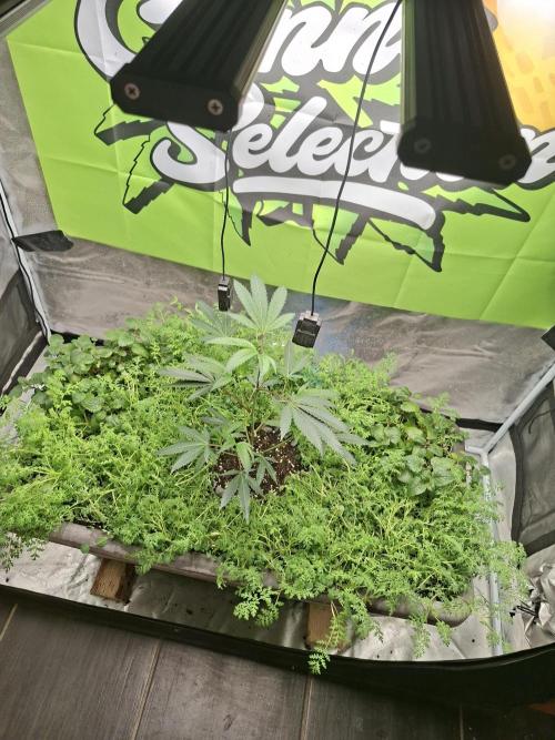 OG 340. Week 4