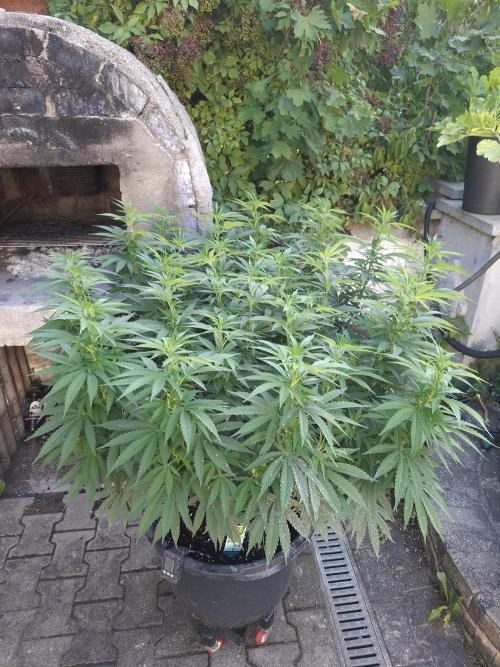 Rootinn Pre-Mix. Week 12