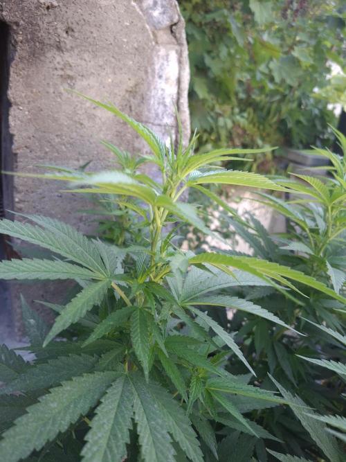 Rootinn Pre-Mix. Week 12