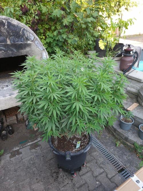 Rootinn Pre-Mix. Week 13