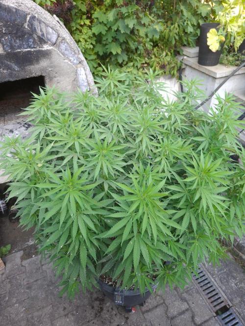 Rootinn Pre-Mix. Week 13