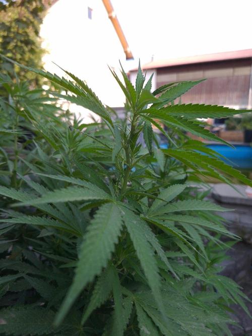 Rootinn Pre-Mix. Week 13