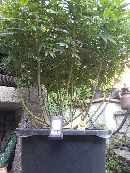 Rootinn Pre-Mix. Week 13