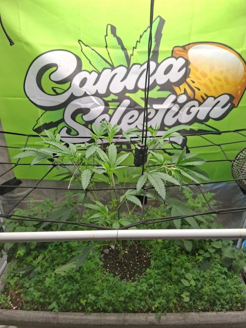 Canna Selection Livingsoil. Week 5