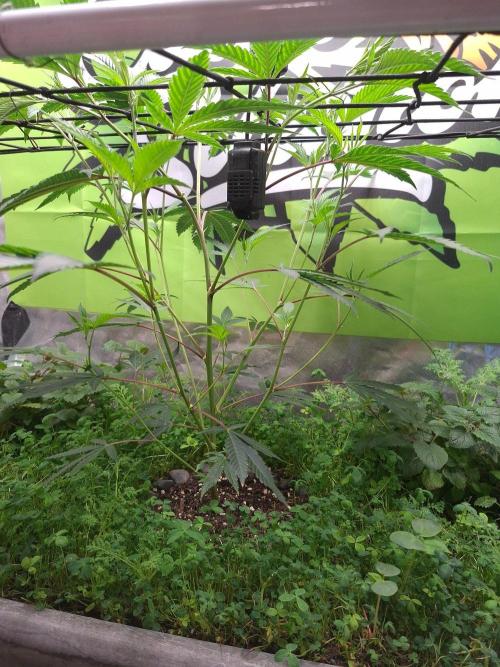 Canna Selection Livingsoil. Week 5