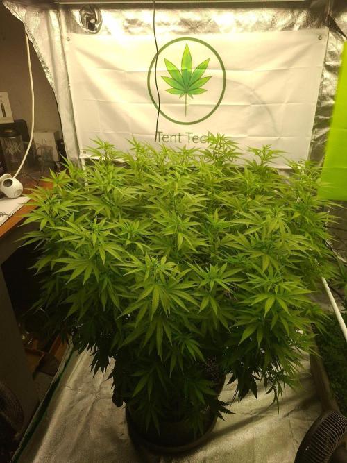 Rootinn Pre-Mix. Week 14