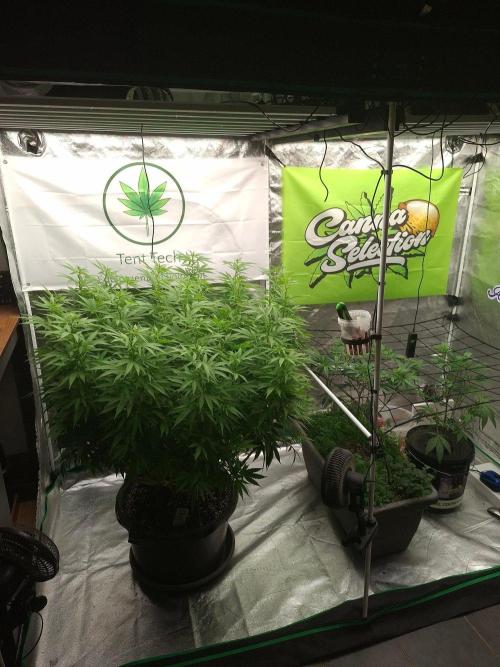 Rootinn Pre-Mix. Week 14