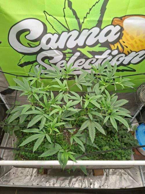 OG 340. Week 6