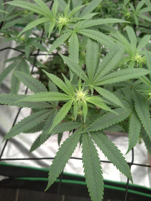 Canna Selection Livingsoil. Week 8