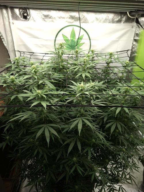 Rootinn Pre-Mix. Week 16