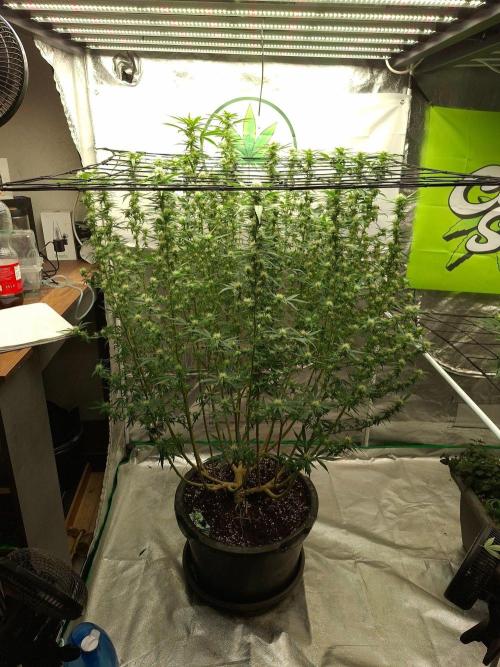 Rootinn Pre-Mix. Week 17