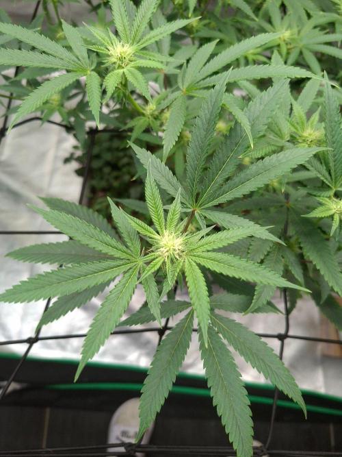 Canna Selection Livingsoil. Week 9