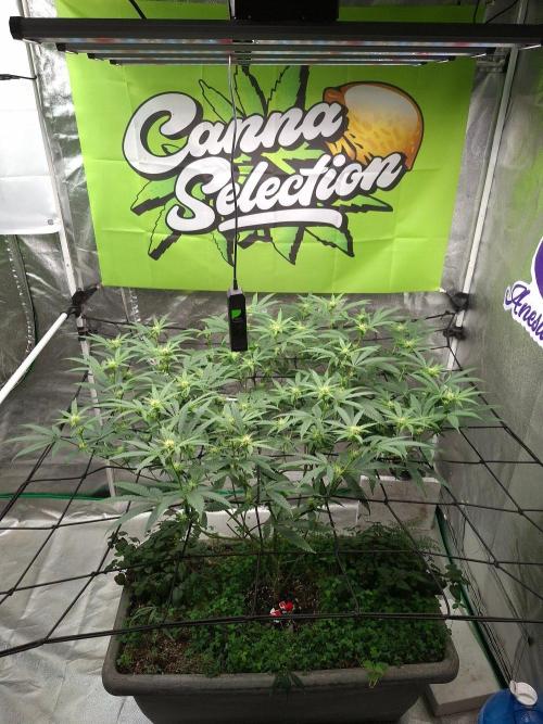 Canna Selection Livingsoil. Week 9