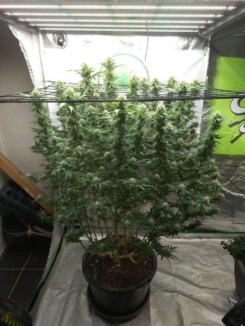 Rootinn Pre-Mix. Week 18
