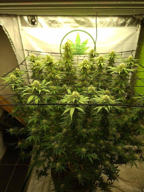 Rootinn Pre-Mix. Week 18