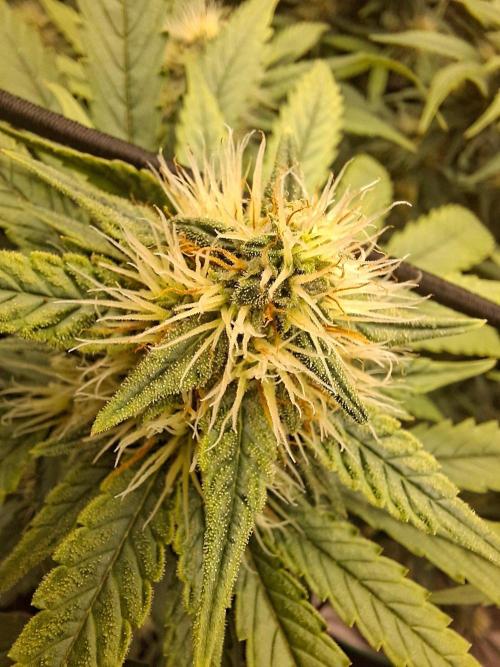 Rootinn Pre-Mix. Week 18