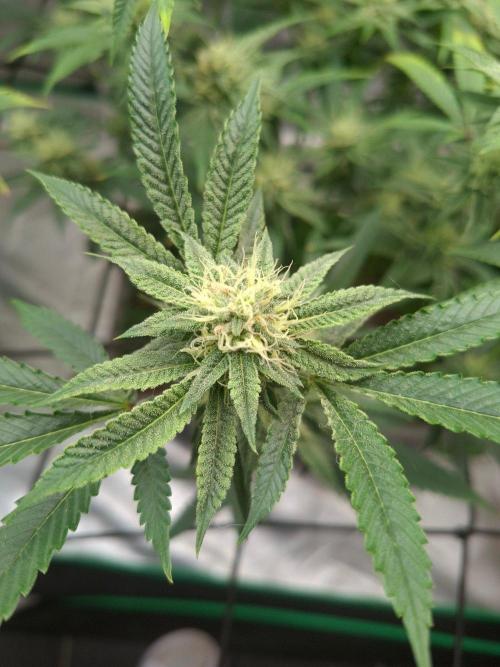 Canna Selection Livingsoil. Week 10
