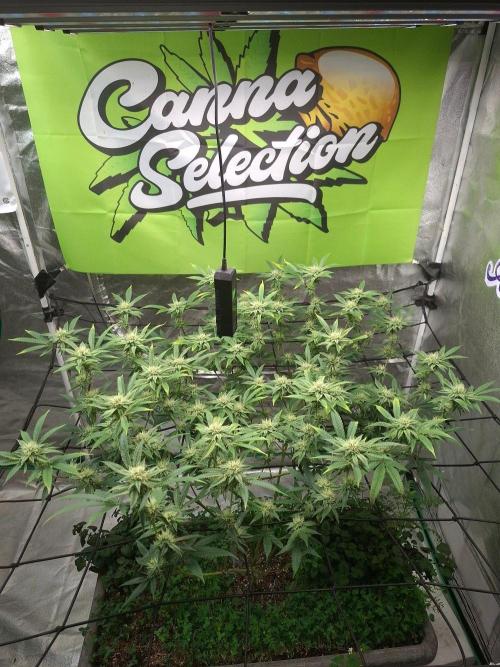 Canna Selection Livingsoil. Week 10
