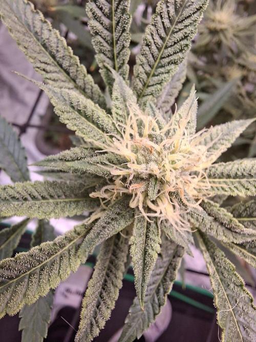Canna Selection Livingsoil. Week 10