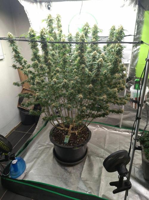 Rootinn Pre-Mix. Week 20