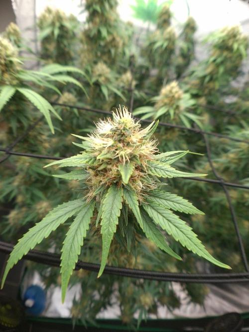 Rootinn Pre-Mix. Week 20