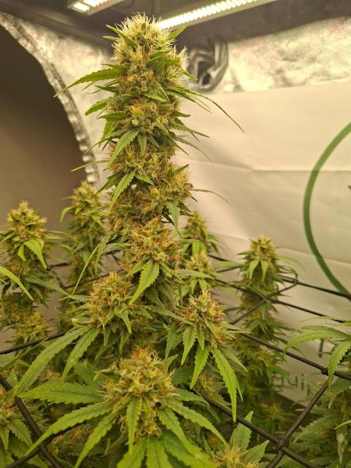 Rootinn Pre-Mix. Week 20
