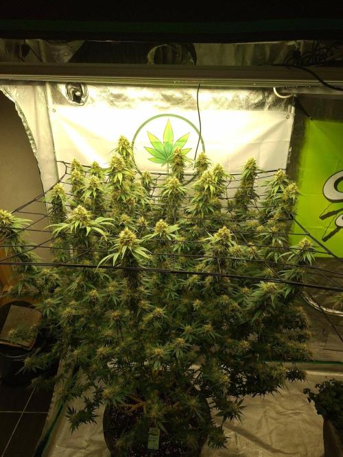Rootinn Pre-Mix. Week 20