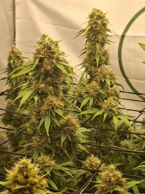 Rootinn Pre-Mix. Week 20