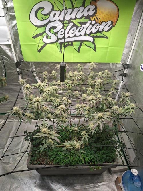 Canna Selection Livingsoil. Week 12
