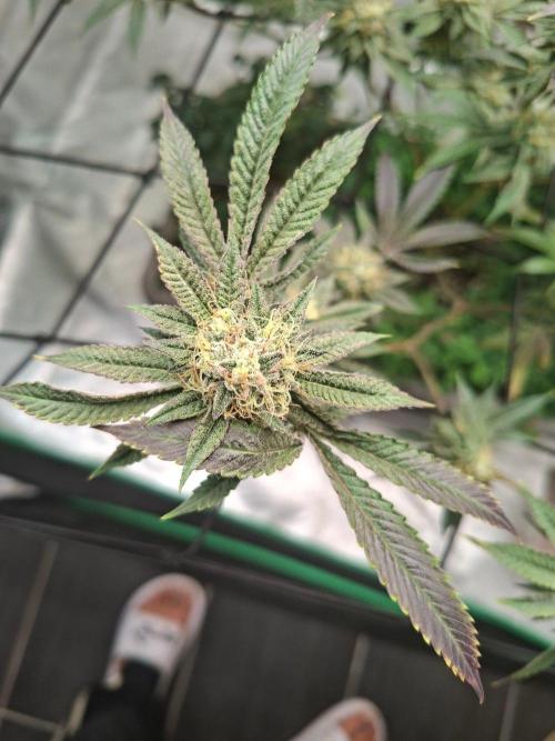 Canna Selection Livingsoil. Week 12