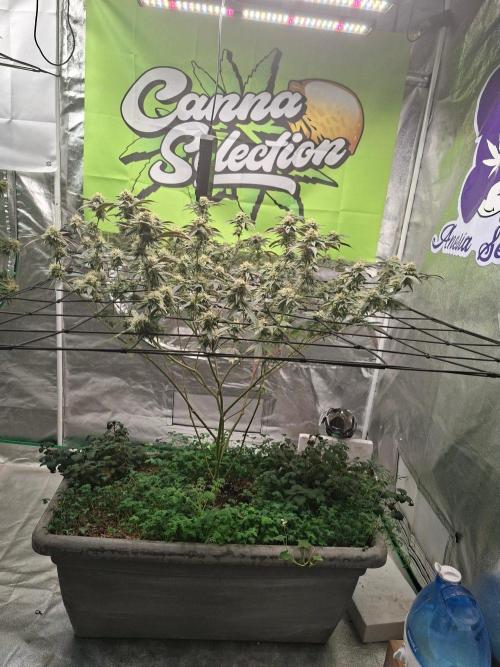 Canna Selection Livingsoil. Week 12