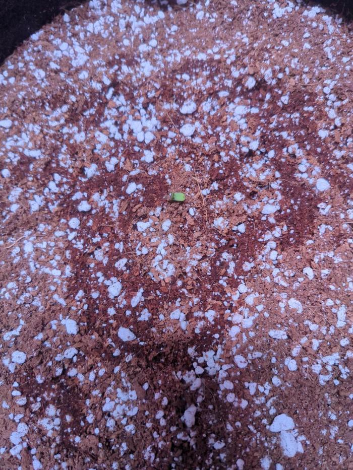 Gorilla Z auto (mostly flower/harvest). Week 0