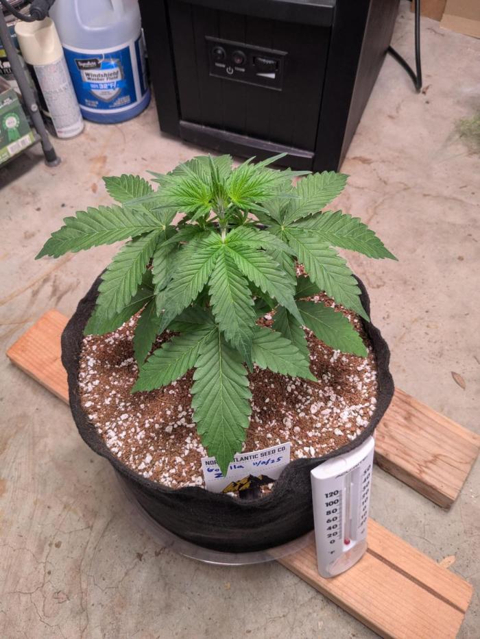 Gorilla Z auto (mostly flower/harvest). Week 4