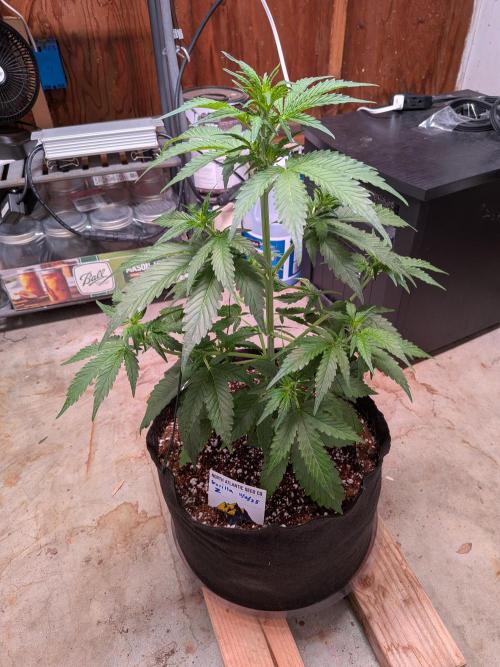 Gorilla Z auto (mostly flower/harvest). Week 5