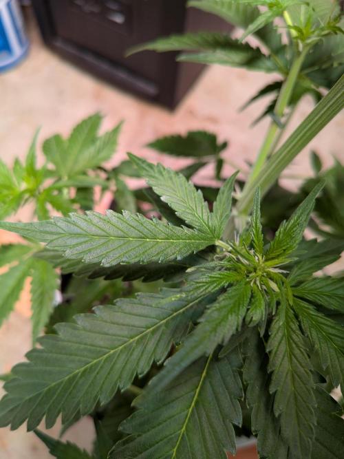 Gorilla Z auto (mostly flower/harvest). Week 5 - My favorite leaf that she grew. Cute little 3 fingered mutant 