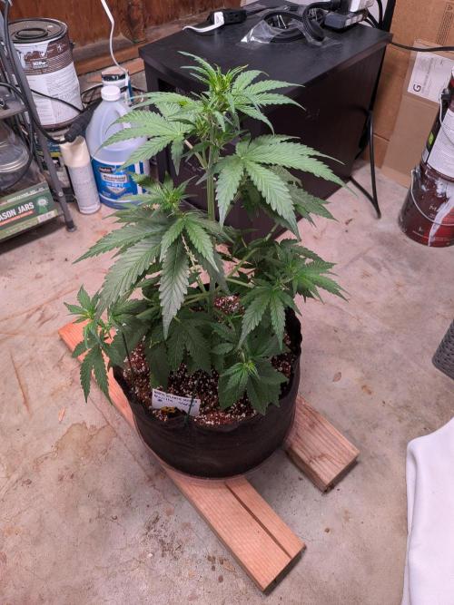 Gorilla Z auto (mostly flower/harvest). Week 5