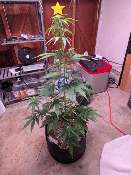 Gorilla Z auto (mostly flower/harvest). Week 6 - A merry little Christmas tree 🎄