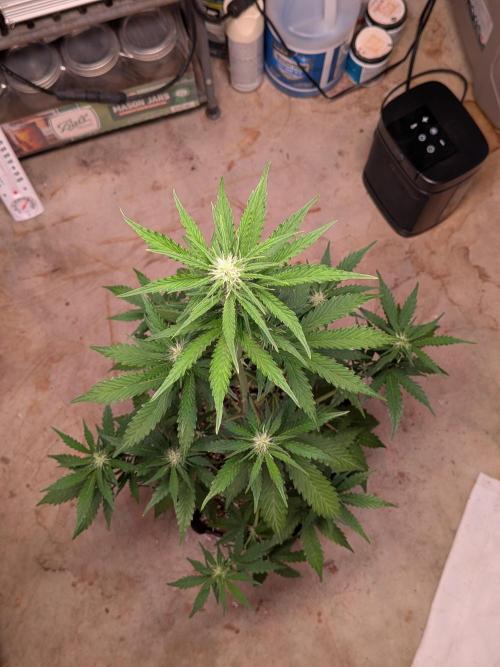 Gorilla Z auto (mostly flower/harvest). Week 6