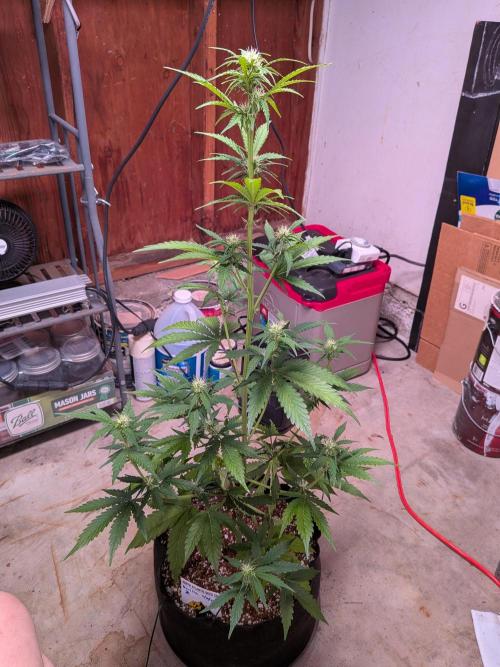 Gorilla Z auto (mostly flower/harvest). Week 6